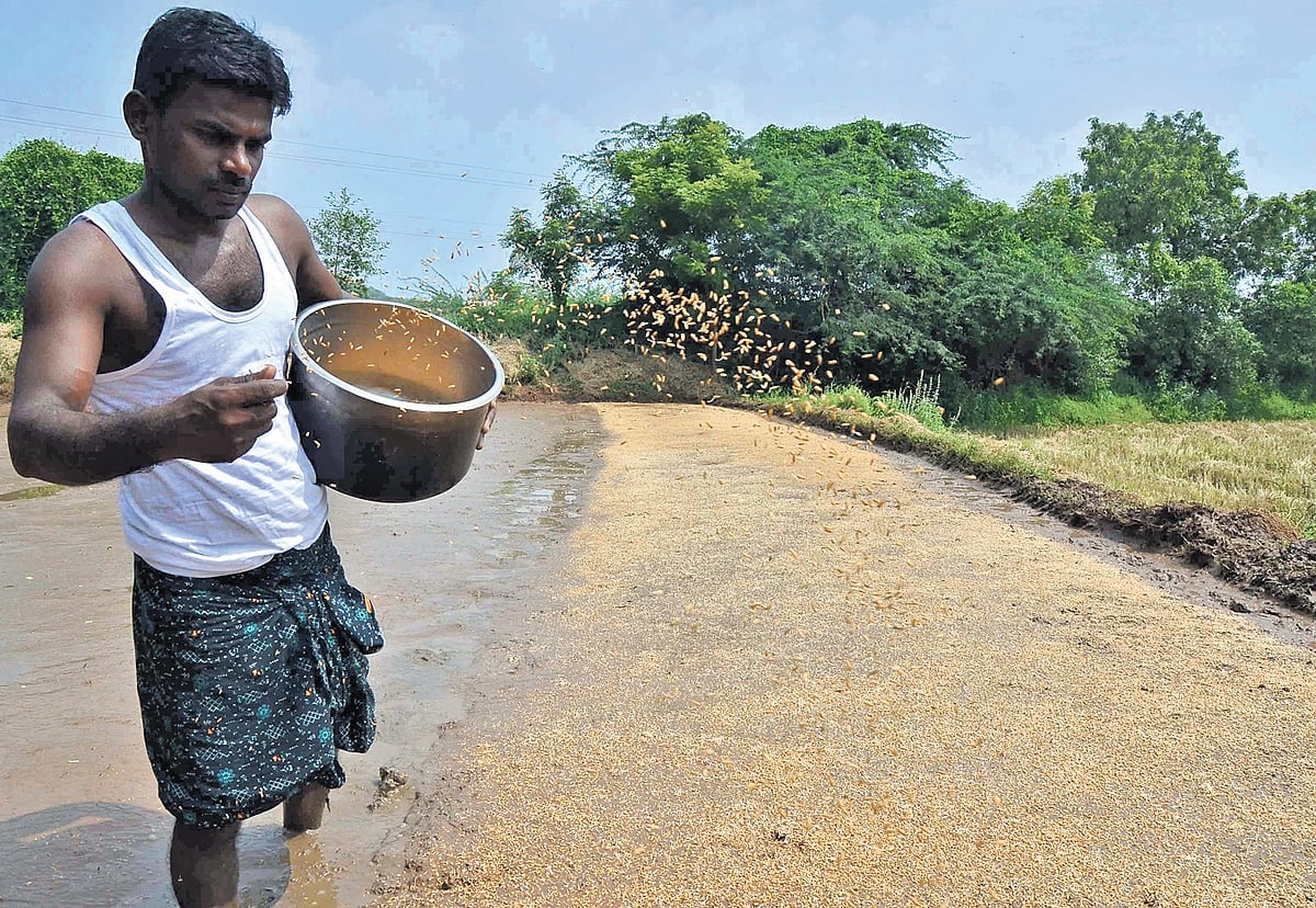 Unpaid seed dues leave cancer-hit Odisha farmers in despair
