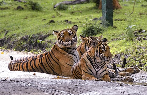 Tigers are seen on a pathway during a safari at the Nagarahole Tiger Reserve, in Karnataka, Tuesday, Aug. 11, 2026.  