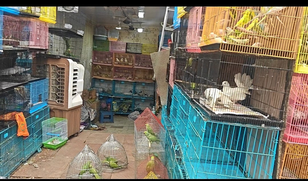 863 birds, animals rescued in raids on pet shops at Kabootar Market