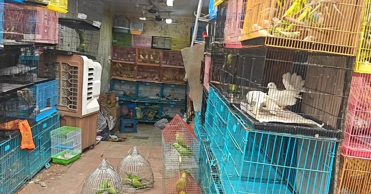 News 23 863 birds, animals rescued in raids on pet shops at Kabootar Market