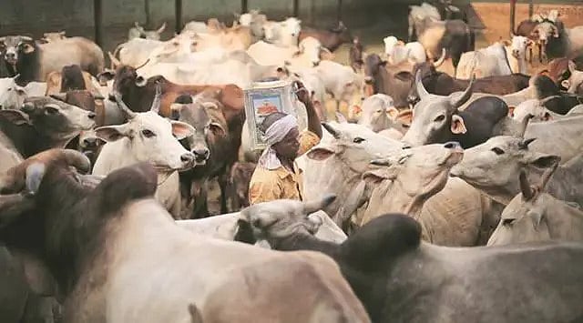 Three Gujarat gaushalas recognised by AWBI receive zero financial assistance