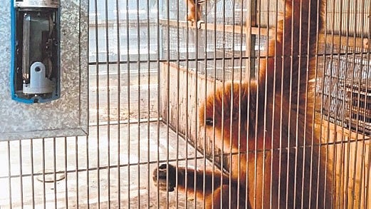 African serval cats among 11 exotic animals seized from Erode farm, trader on the run