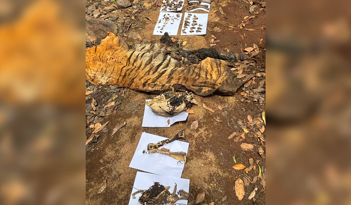 Carcass of tiger found in TN's Sathyamangalam Tiger Reserve; canines, nails missing