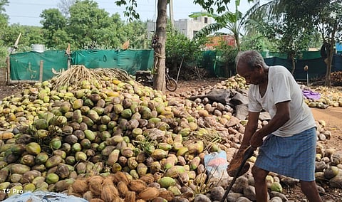 A plantation with 64 trees can generate nearly Rs 96,000, depending on yield and market prices. Coconut cultivation is being promoted in Pedavegi, Dwaraka Tirumala, Denduluru, T. Narasapuram, Chintalapudi, Jangareddygudem and Kamavarapukota mandals. 