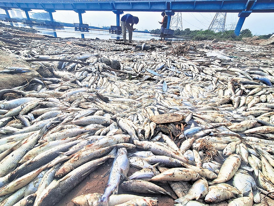 Sewage, not toxic effluents, caused Ennore fish kill, says V K Rajeev