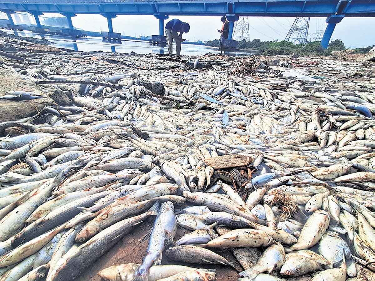 Sewage, not toxic effluents, caused Ennore fish kill, says V K Rajeev