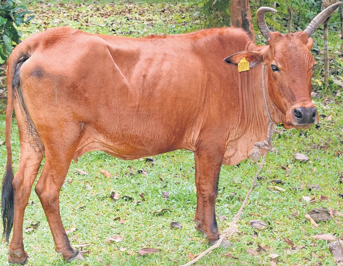 Big win! ‘Periyar Kullan’ gets national recognition as Kerala’s second indigenous cattle breed