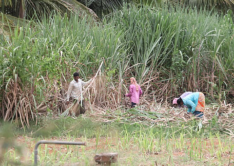 Farmers harvest Sugarcane at a farm land near Palacode in Dharmapuri district