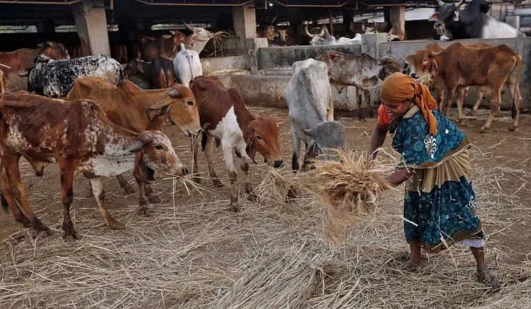 Centre gives three gaushalas to Gujarat but no funds