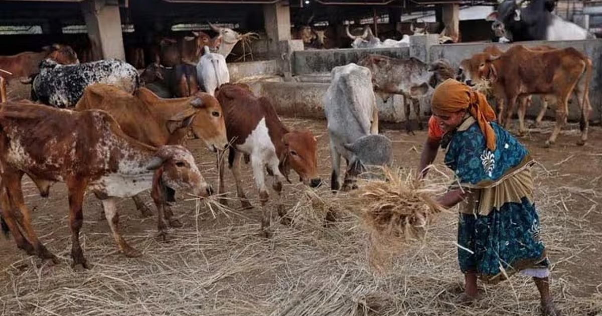 News 5 Centre gives three gaushalas to Gujarat but no funds