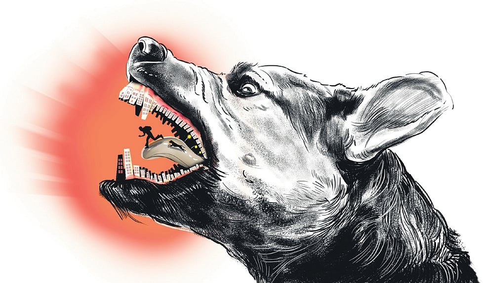 ‘A reign of terror': Residents held hostage as stray dogs rule roads in Kochi