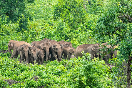 Tamil Nadu government notifies three elephant corridors in Hosur forest division covering 10,300 hectares
