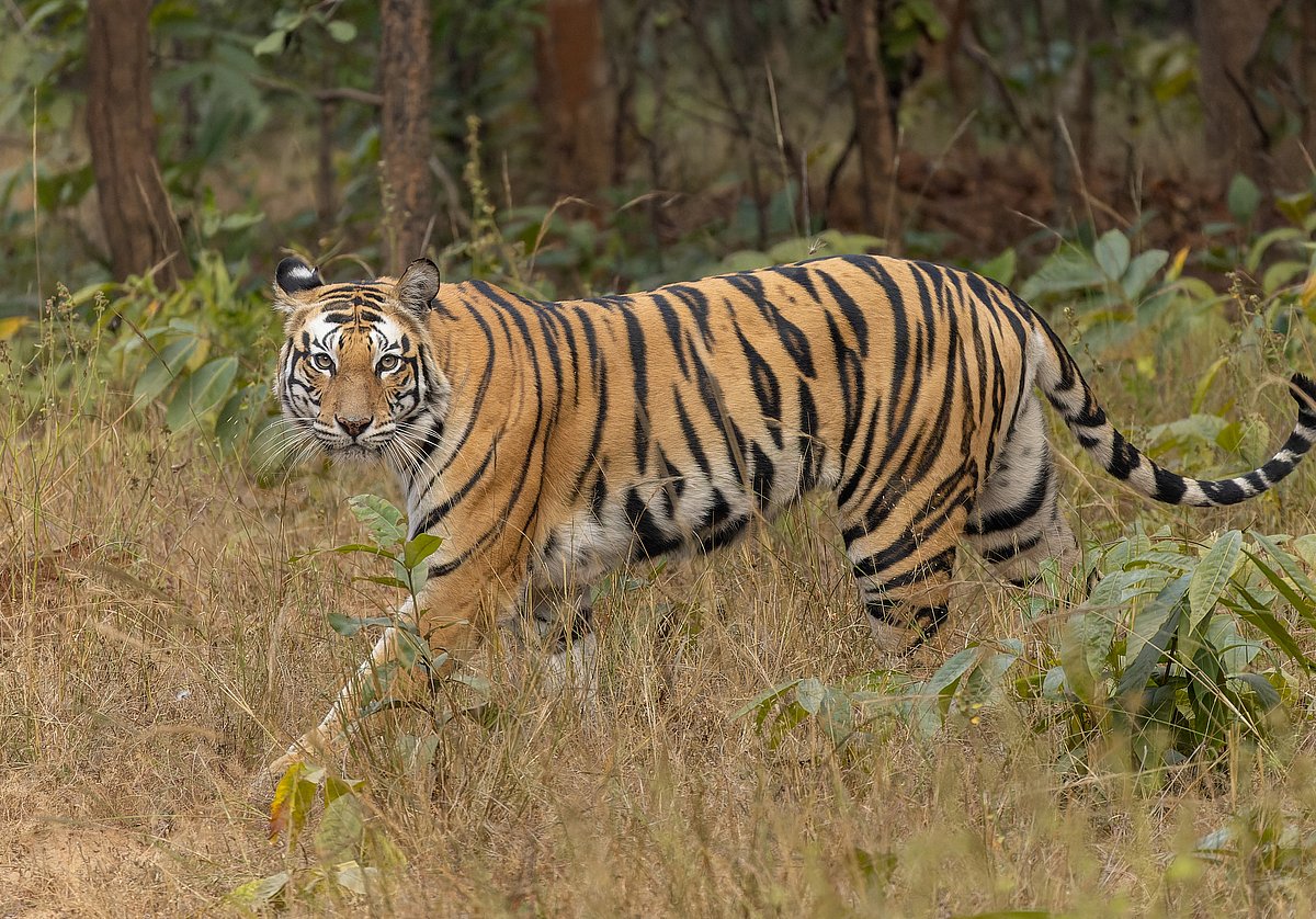 Guwahati Diary | Tiger camera-trapped in rare phenomenon