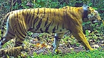 Forest department to stop tracking tigress Zeenat as she settles in Similipal Tiger Reserve