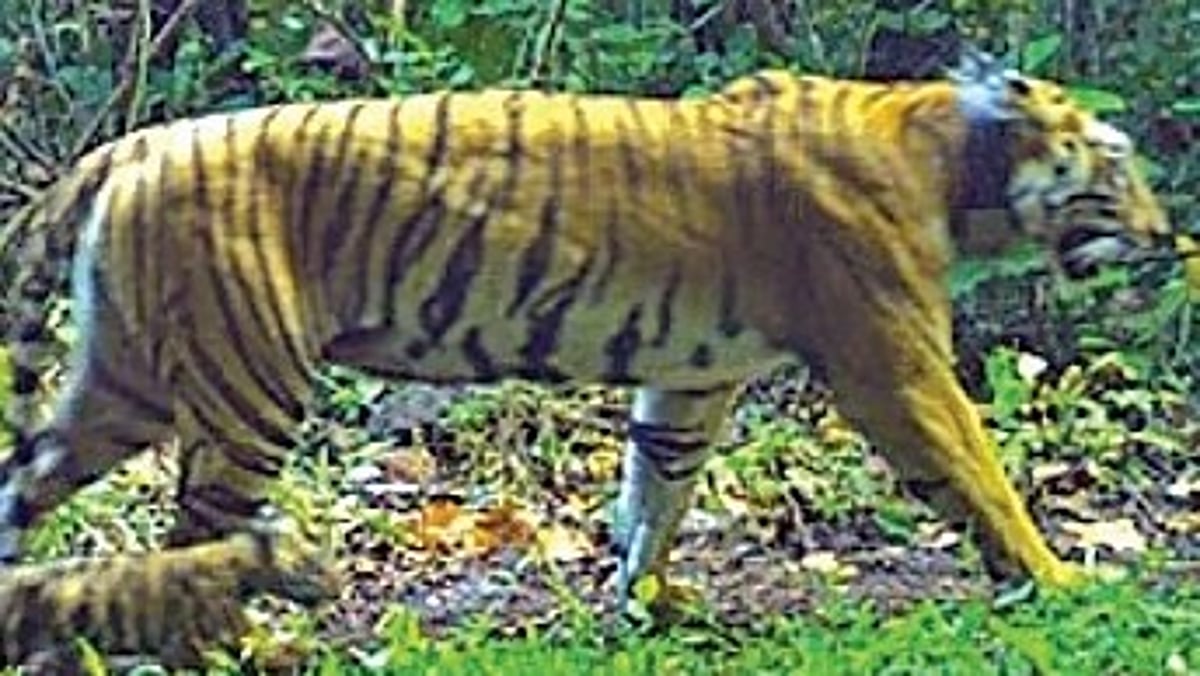Forest department to stop tracking tigress Zeenat as she settles in Similipal Tiger Reserve
