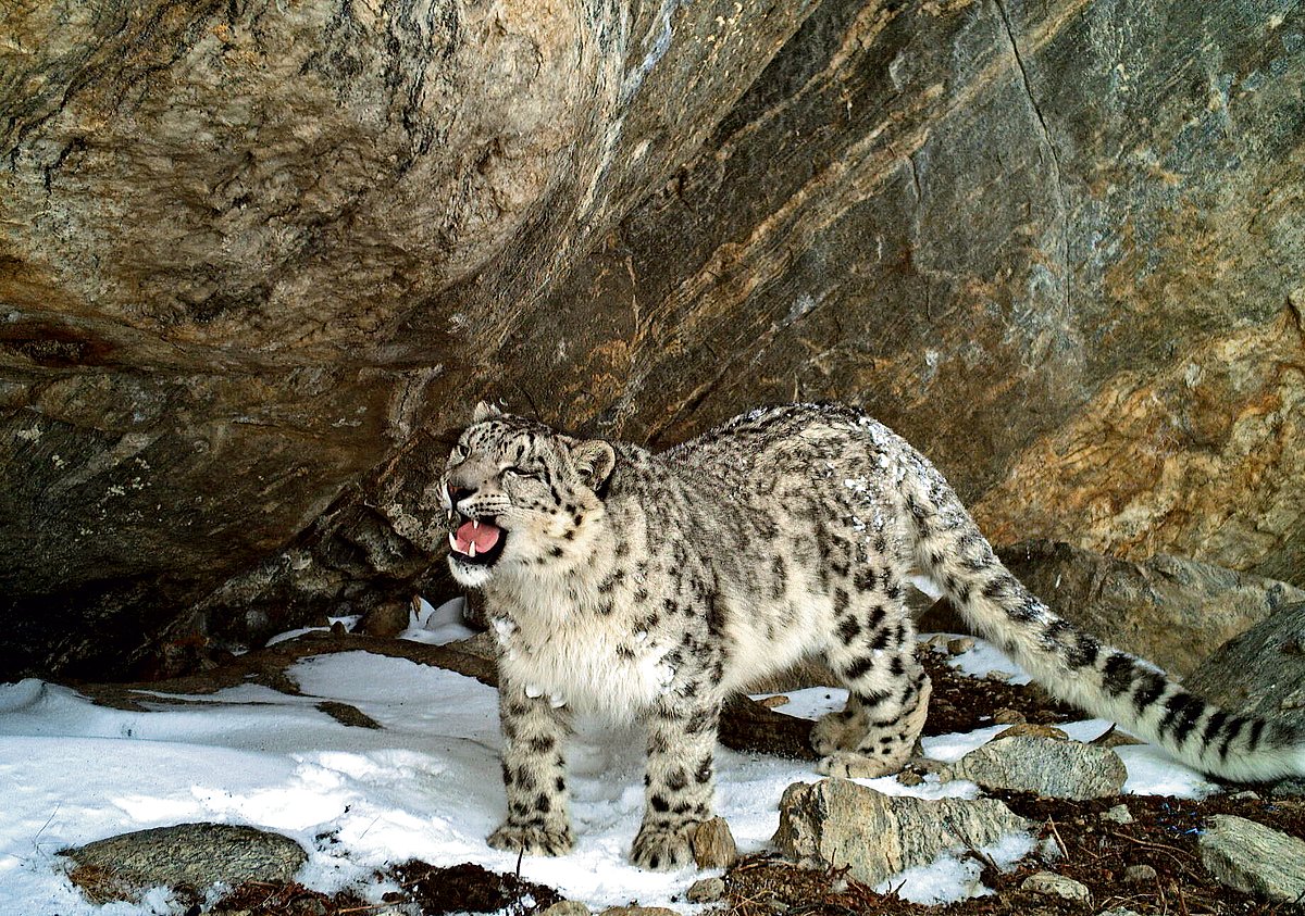 Snow leopards continue to rule, roar in Western Himalayas