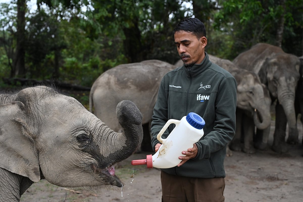 Assam's CWRC marks 25 years of wildlife rescue
