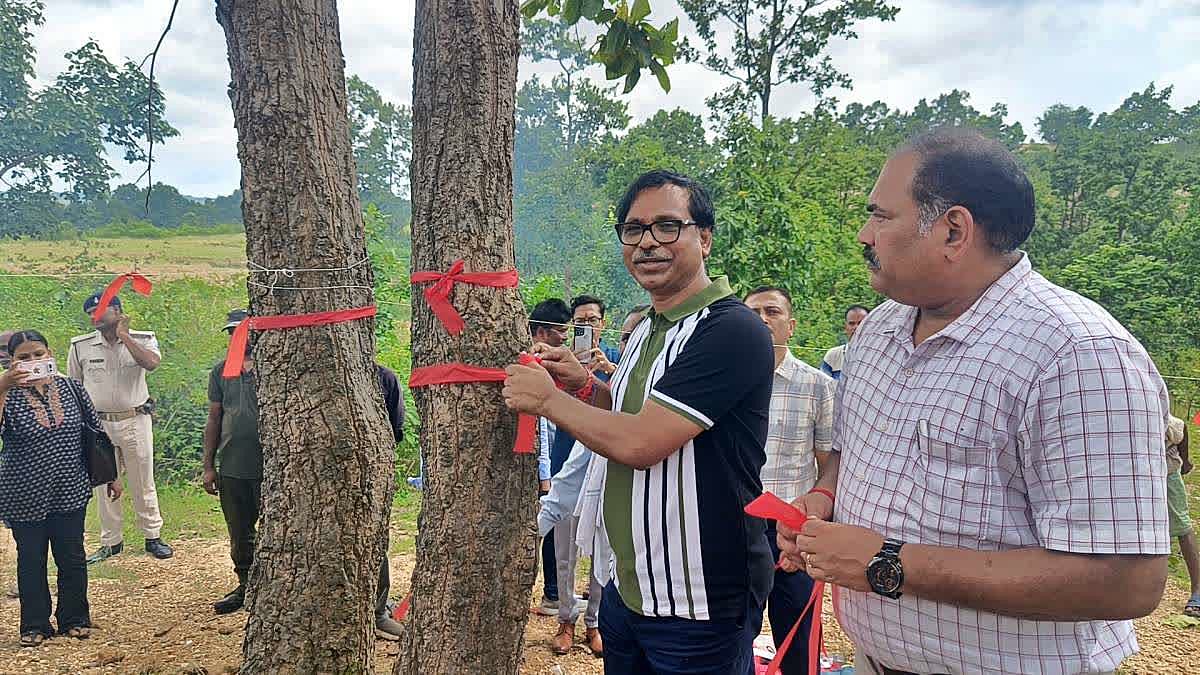 Three lakh trees in Jharkhand to get 'rakhis' under forest conservation drive