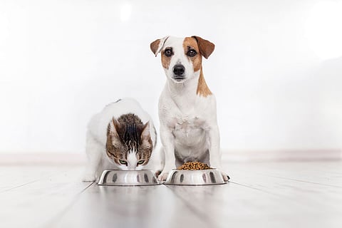 The petcare is a Rs 6,500-crore market in India