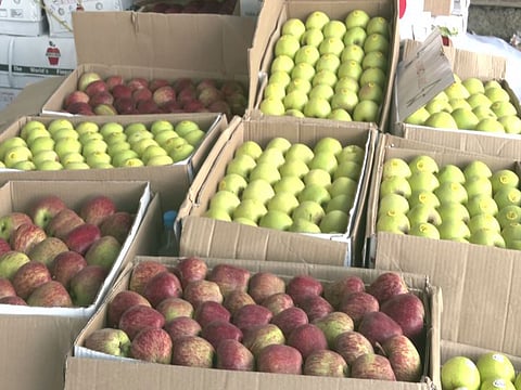 Apple is the state's major fruit crop, accounting for around 80 per cent of total fruit production and nearly 50 per cent of the area under fruit crops. 