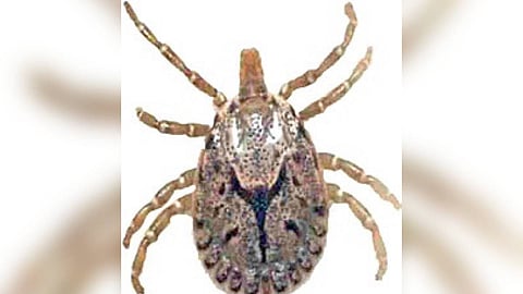 Scrub Typhus.
