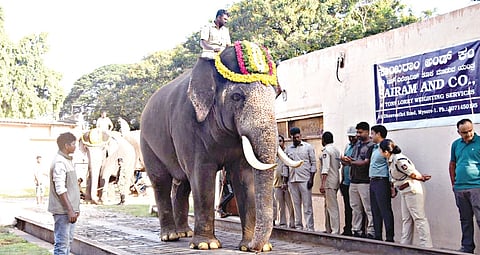 Srikanta being weighed in Mysuru on Sunday  