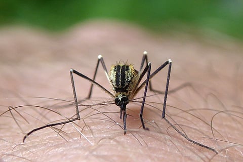Mosquito strain in Hardegsen, Südniedersachsen