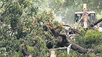 tree pruning