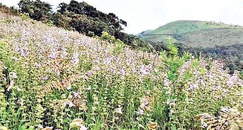 Neelakurinji tourism: Forest department warns of strict SOPs for trekkers