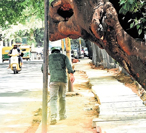 A pedestrian bends to save his head from a slanting tree on the footpath on Kumara Krupa Road 