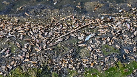 Bihar Govt issues advisory against consuming unknown fish swept in from Nepal floodwaters.