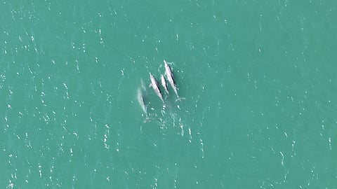 One of the study’s strongest findings was the year-round presence of dolphins.