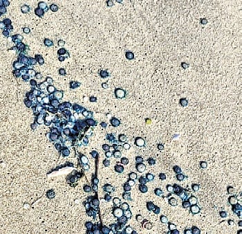 Thousands of blue button jellyfish have washed ashore along several kilometers of the stretch between Mukundarayar Chathiram and Dhanushkodi in Ramanathapuram district
