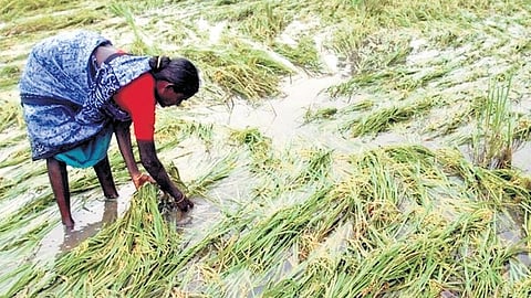 A farmer inspecting a waterlogged paddy field after heavy rain.
