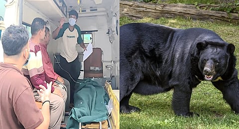 According to preliminary accounts, the bear suddenly attacked the women, forcing them to run towards a steep, rocky slope in an attempt to escape.