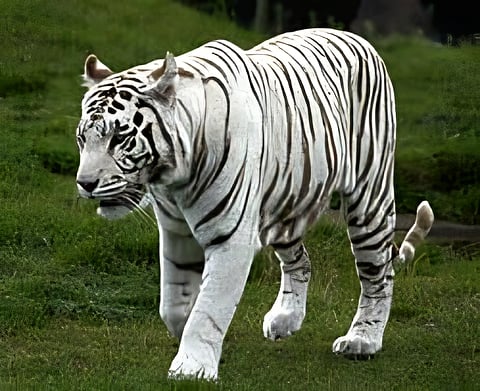 Officials have started preparations to bring a nearly two-year-old white male tiger from Gwalior, with its arrival expected around Wildlife Week. 