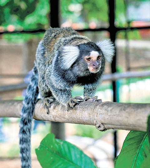 Similarly, four stump-tailed macaques, comprising two males and two females, were sent to the trust in exchange for three red-necked wallabies of one male and two females. 
