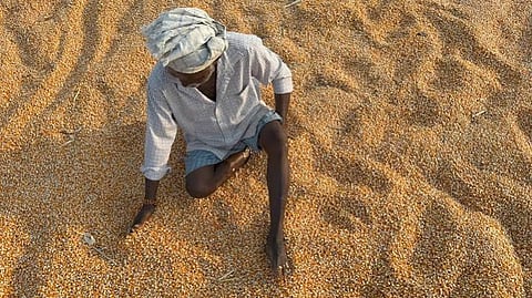 The seeds, priced at around Rs 420 per kg, are supplied at Rs 320.
