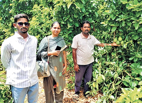 Varadaraju said avocado cultivation requires relatively low expenditure compared with several conventional crops. 