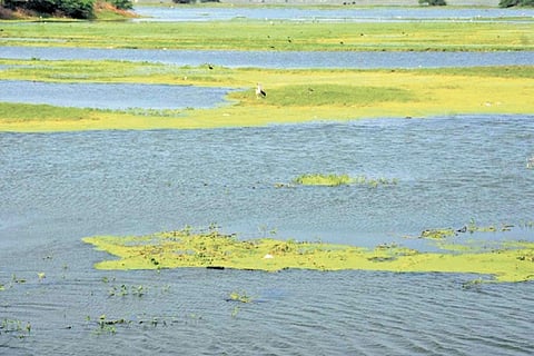 The present debate centres on the 10th contour, which covers around 2.25 lakh acres, and the sanctuary area notified up to the fifth contour under GO 120 of October 4, 1999, covering about 77,138 acres. 