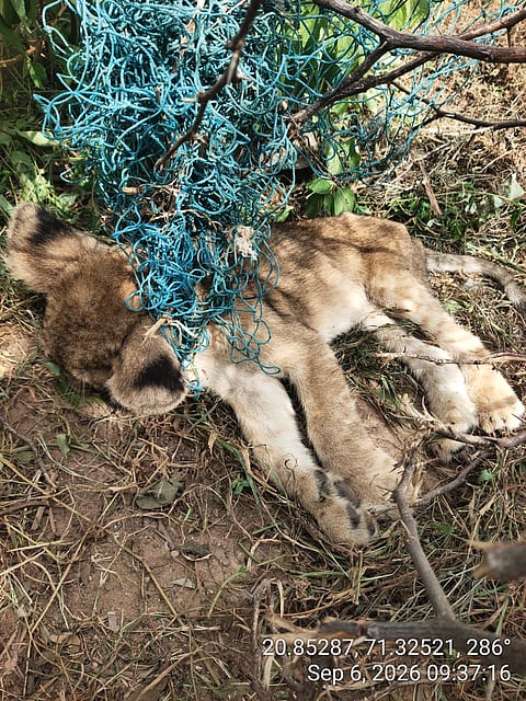 A one-month-old lion cub was found dead after allegedly getting entangled in a net installed in a farmer’s field near Vadhera village.