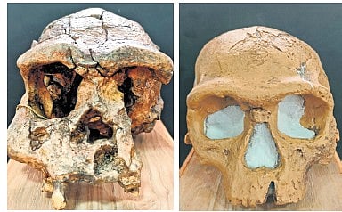 Skulls of homo erectus and homo sapiens sourced from Robert Bruce Foote Sanganakallu Archaeological Museum