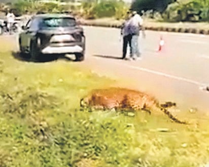 A video clip of the injured leopard