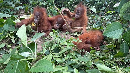 Orangutans in Odisha's forest.