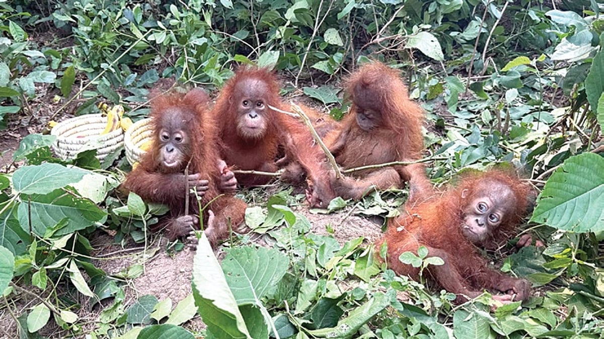 Orangutan case: Over 40 people grilled by STF