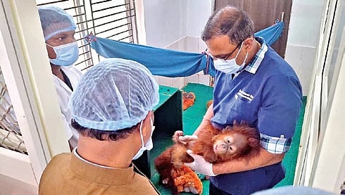 Five rescued primate infants under special care at Nandankanan