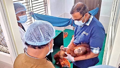 Min Ganesh Ram Singhkhuntia taking stock of the health condition of the orangutans at Nandankanan 