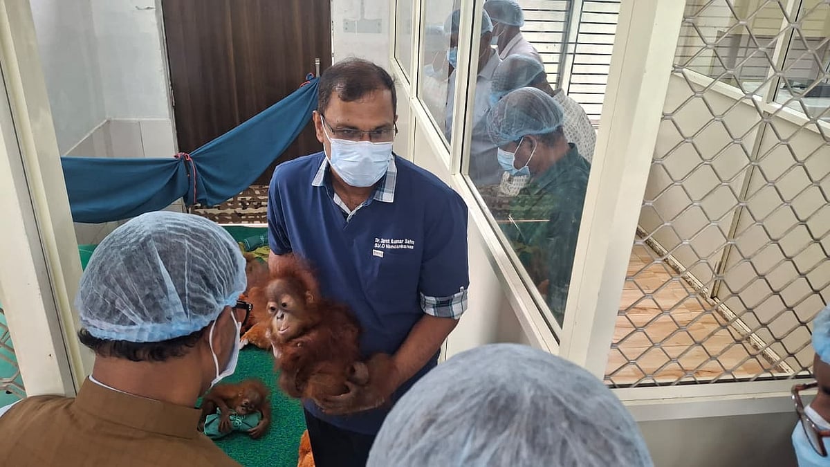 Odisha STF begins probe into rescue of five orangutans from Balasore forest