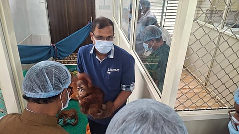 The baby apes were transported to Nandankanan Zoological Park on Tuesday night and have since been kept in quarantine.