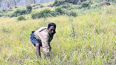 A tribal farmer in Ollavayal Kudi engaged in taking care of the lemongrass cultivated near the settlement area.